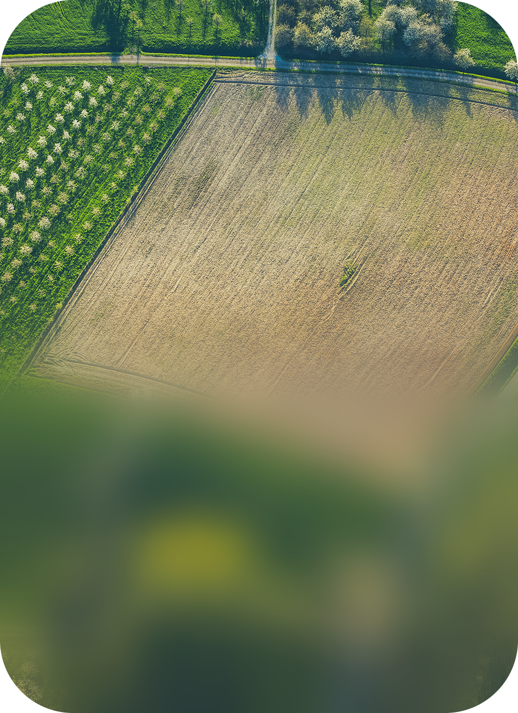 Vista aérea de talhões verdes e área preparada para plantio